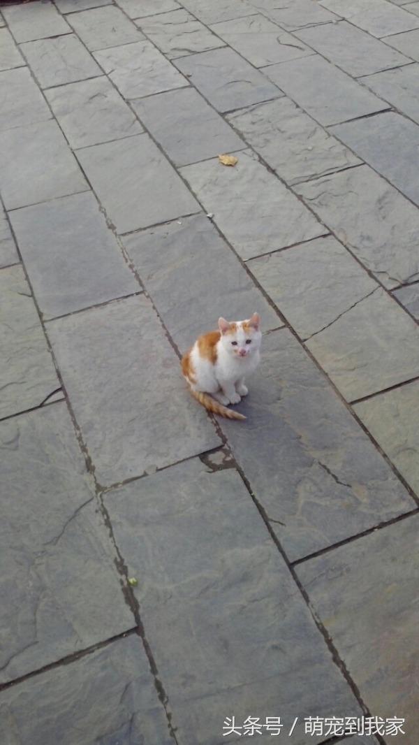 老猫的养猫日记 (网瘾少年养猫)