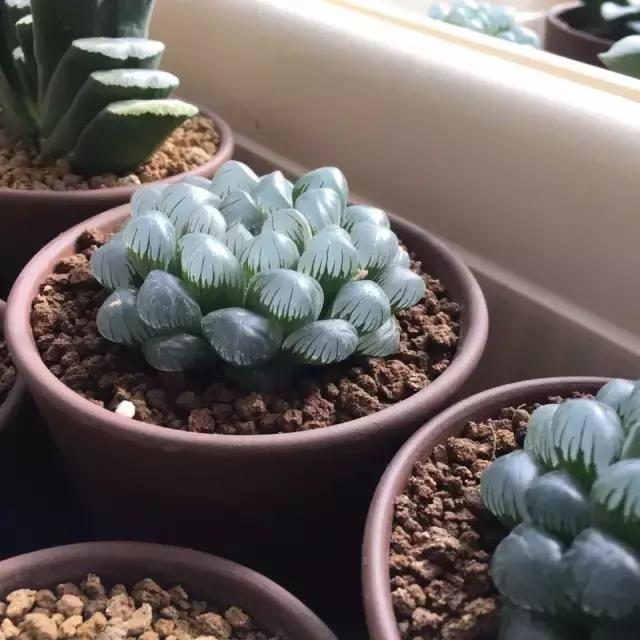 能抵御辐射的植物,最好的防辐射植物