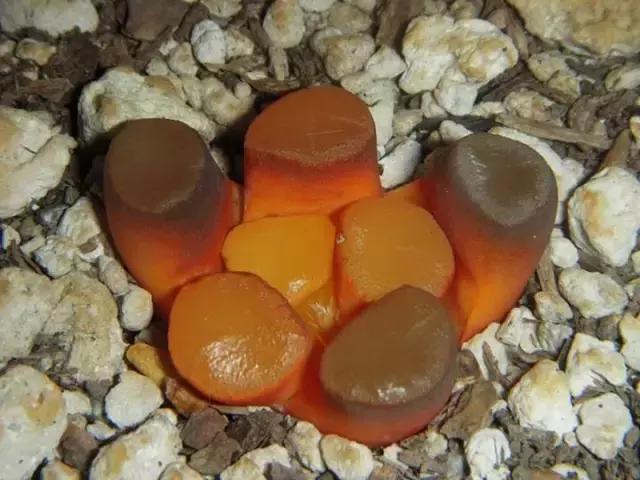 能抵御辐射的植物,最好的防辐射植物