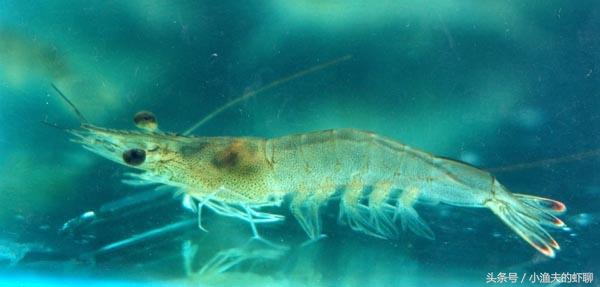 对虾养殖中常见的疾病,对虾白斑防治方法