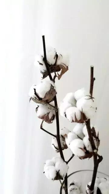 韩剧里撩妹，流行送棉花？嗨，一切都是套路！