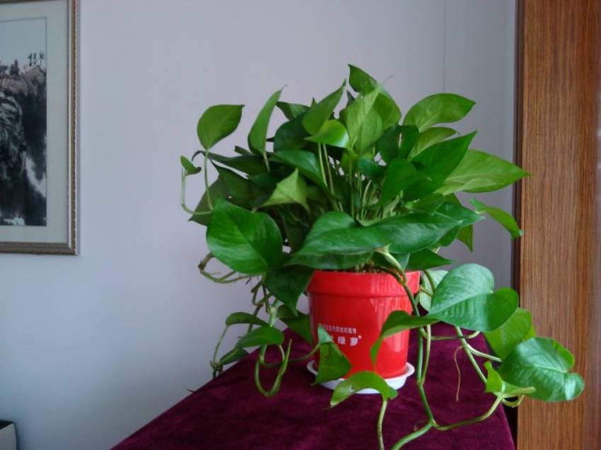 外出旅游家里的花没人浇水怎么办,出差家里花没人浇水怎么办