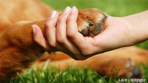 狗狗腿突然瘸了不落地能自愈吗,狗狗走路腿有点瘸跑起来没事