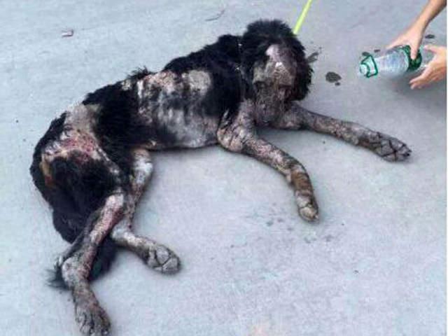 小藏獒被遗弃,藏獒一个月没吃饭被领养后大变样