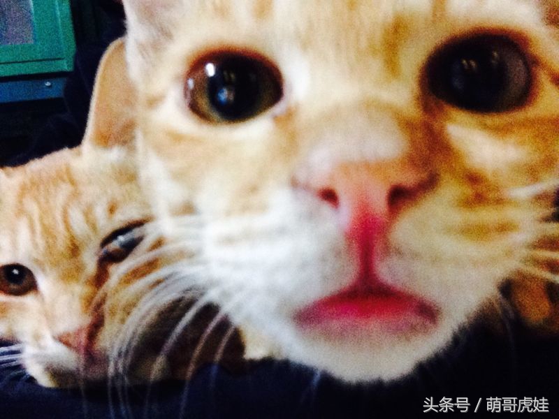 给喵星人买了一件小球衣，结果穿到肚子就卡住下不去了