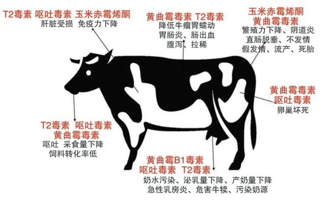 奶牛养殖与疾病防治的关系,如何预防奶牛普通疾病发生