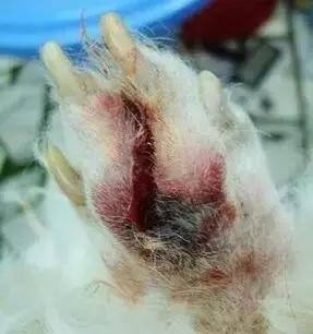 狗狗脚臭怎么办小妙招,狗狗脚臭怎么根除