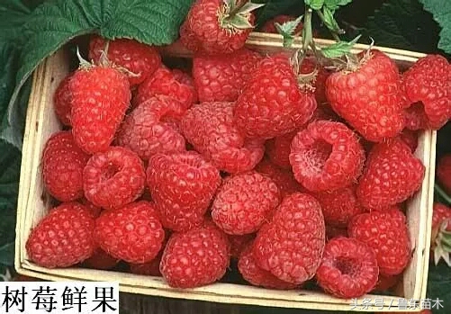 树莓怎么分辨假苗,怎么认识树莓苗是不是正宗的