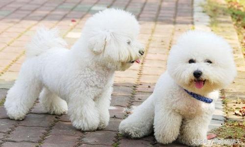 2个月大比熊拉肚子抽搐,比熊喝了牛奶拉肚子怎么办