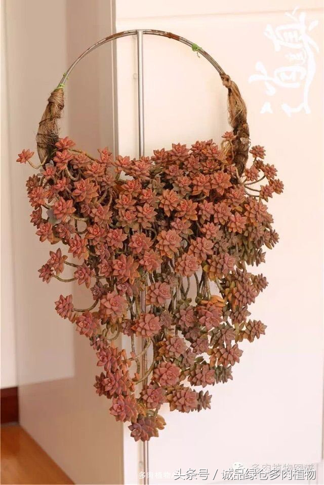 铁艺多肉怎么养,铁艺多肉