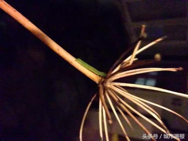 这个英国大叔从地里“种”出了一把椅子，价值2万多！