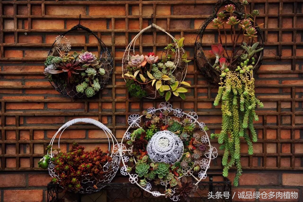 铁艺多肉怎么养,铁艺多肉