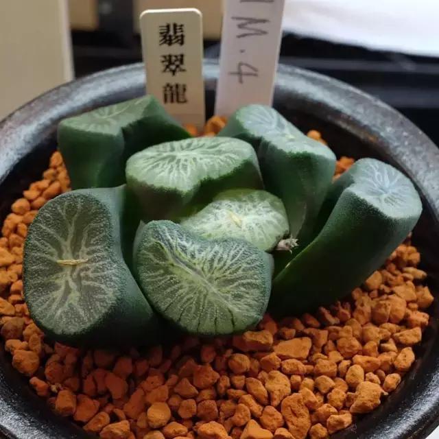 能抵御辐射的植物,最好的防辐射植物