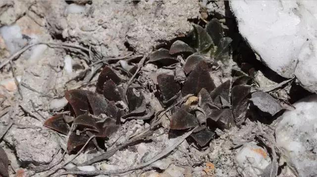 能抵御辐射的植物,最好的防辐射植物