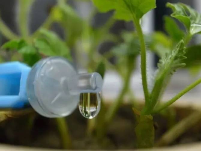 外出旅游家里的花没人浇水怎么办,出差家里花没人浇水怎么办