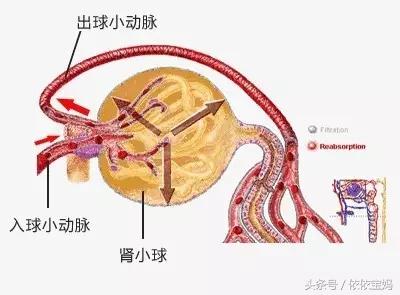 宝宝尿尿带血丝,宝宝尿尿带血是怎么回事