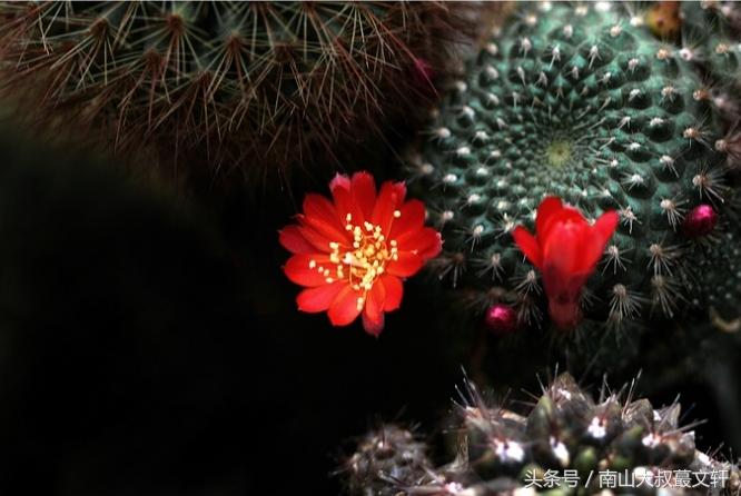 做人要活出自己的模样,做人要个性强