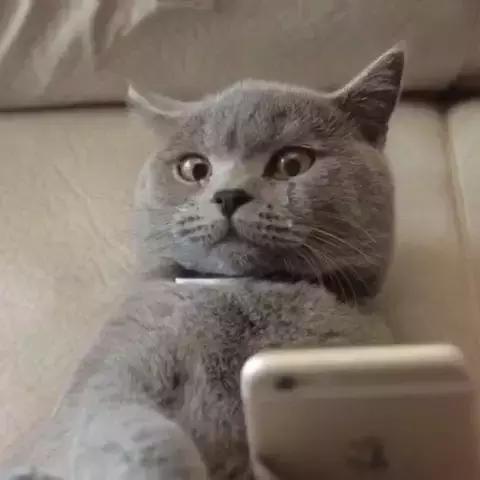 为爱宠结扎不人道吗？原来，结扎的好处有这么多！