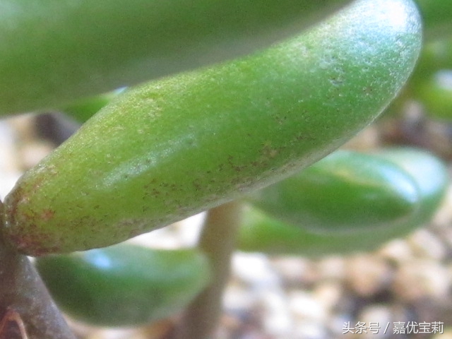 多肉杀红蜘蛛最佳方法,多肉生红蜘蛛专用杀虫剂