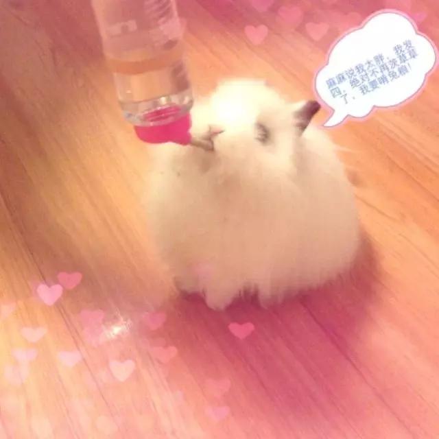 幼儿的兔兔可以喝水吗,兔兔只喝水不吃东西怎么办