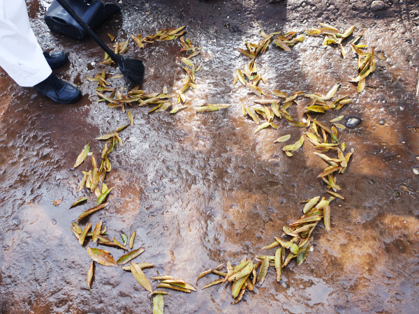 上海迪士尼免费门票领取攻略,上海迪士尼门票优惠攻略图