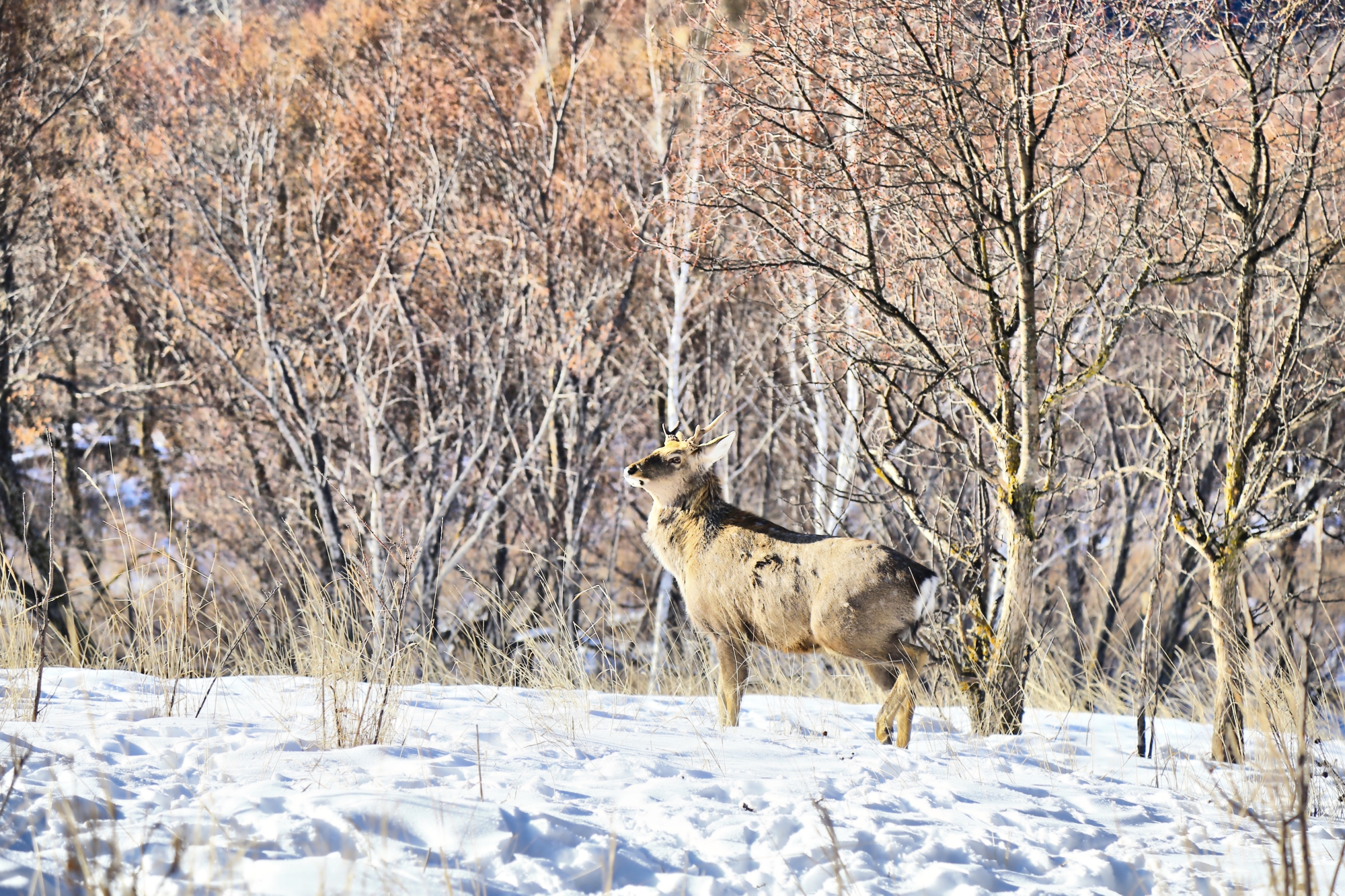 穿越内蒙古大草原雪景,来内蒙古大草原看雪