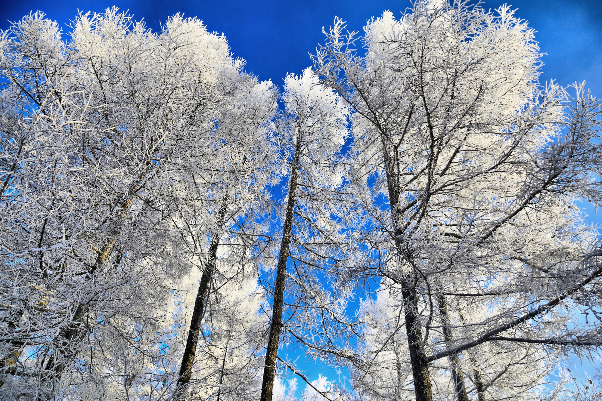 穿越内蒙古大草原雪景,来内蒙古大草原看雪