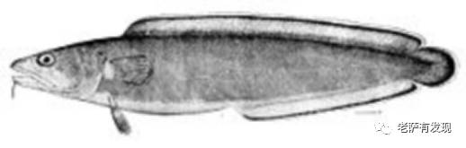 这艘年老色衰的奶奶级潜水艇，年轻时还有这般动人的经历