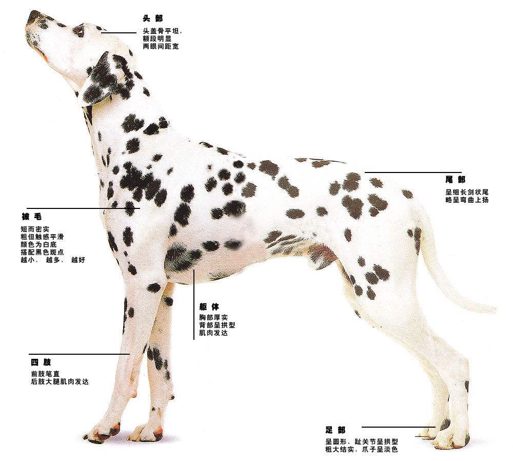 大麦町犬斑点狗灵机一动,大麦町犬图片和资料