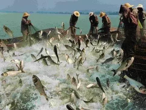 淮北首届南湖捕捞节盛大启幕！