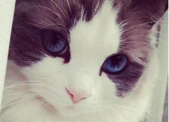 喵星人的品种,喵星人的含义和象征