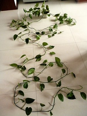 绿萝的花需要太阳吗,绿萝养法十种养不死的室内绿植