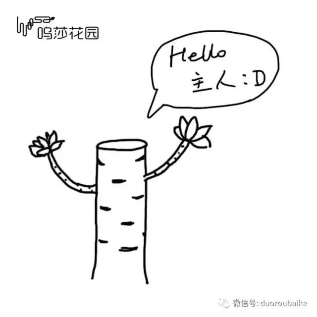 多肉植物为什么砍头,多肉植物可以二次砍头吗