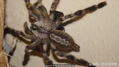 蜘蛛吃巨蛇剩下皮,蜘蛛吃了彼得帕克的蜘蛛侠