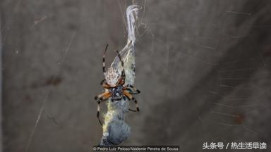 蜘蛛吃巨蛇剩下皮,蜘蛛吃了彼得帕克的蜘蛛侠