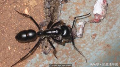 蜘蛛吃巨蛇剩下皮,蜘蛛吃了彼得帕克的蜘蛛侠