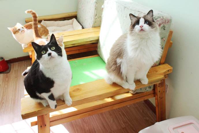 过年回家宠物应该怎么安置,过年回家宠物怎么寄养