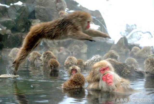 中国猴子温泉,猴子专用温泉度假