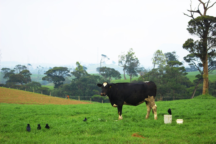 斯里兰卡旅游7天多少钱,去斯里兰卡最便宜方法