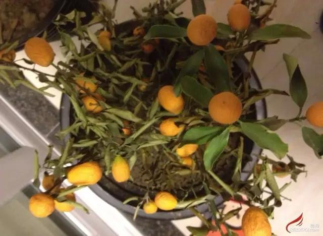 花卉烂根严重,墨兰水浇多了烂根叶黄怎么补救