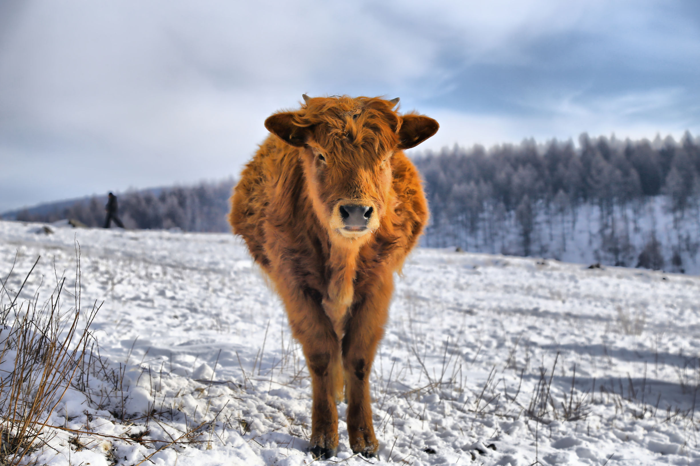 穿越内蒙古大草原雪景,来内蒙古大草原看雪