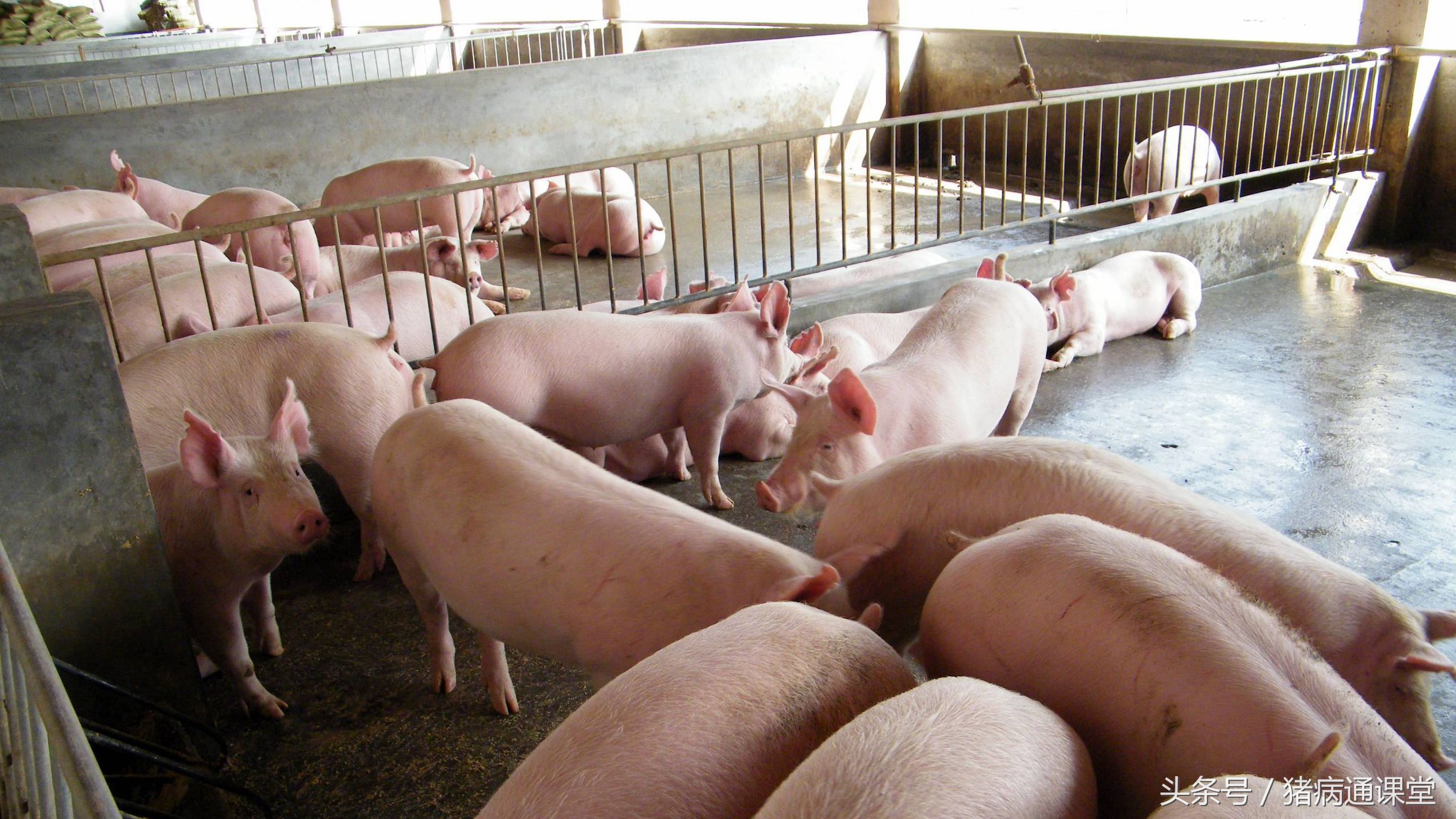 刚生的小猪没有呼吸怎么急救,刚生小猪不吃奶精神不振消瘦咋办