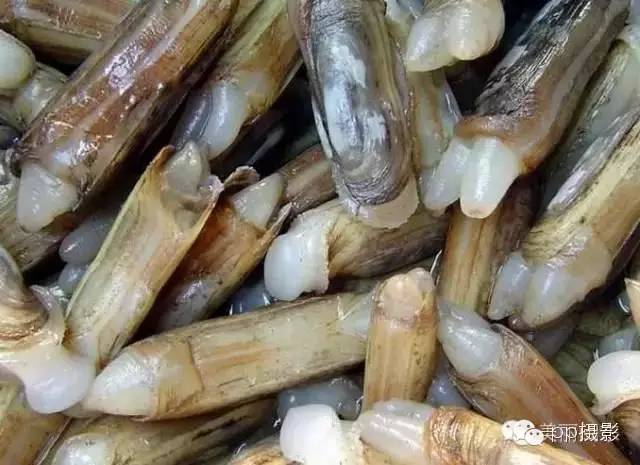 2017年霞浦“海鲜年历”出炉，你知道现在该吃什么吗？