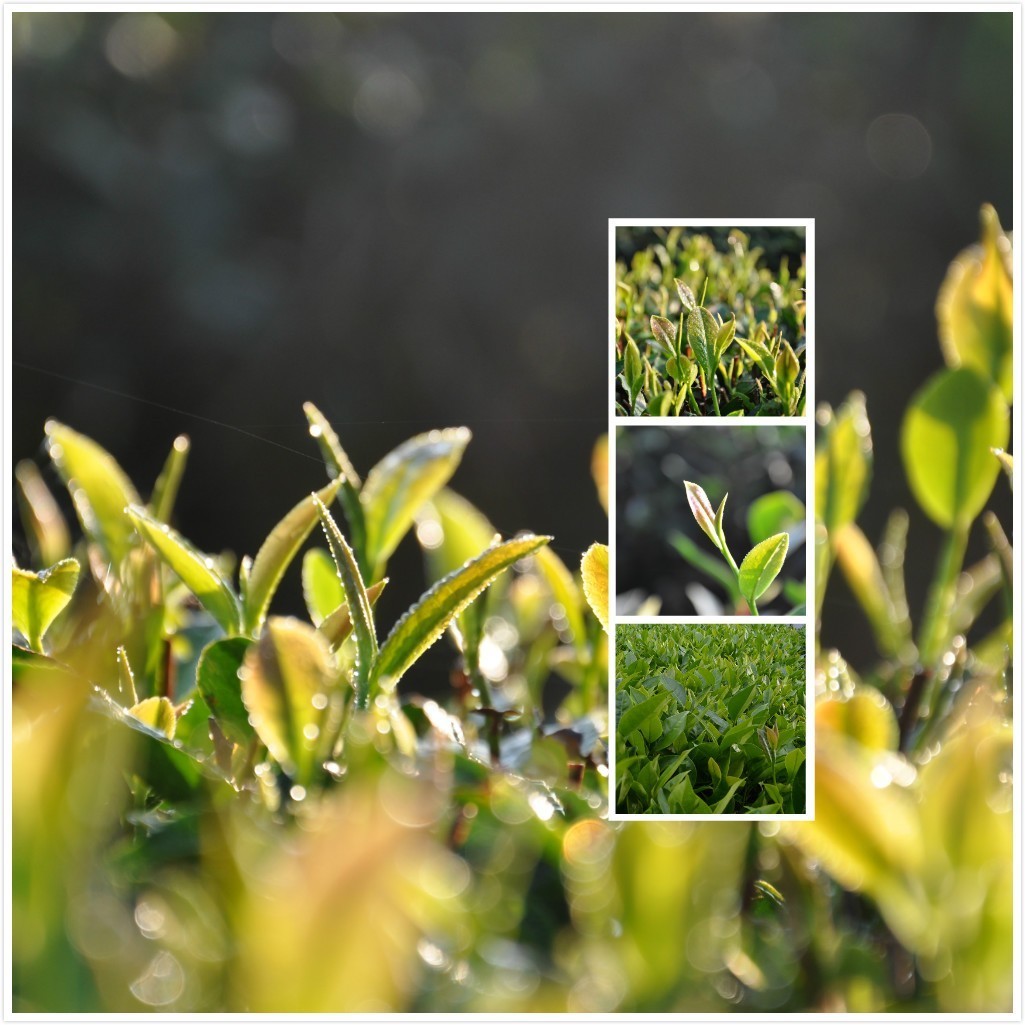 厦门经典茶礼推荐,厦门人最爱礼物