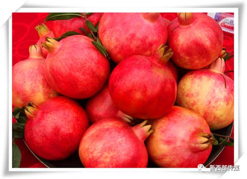 王勋昌石榴,留恋不舍