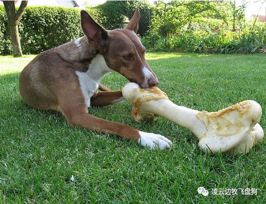关注！骨头可以杀死狗！