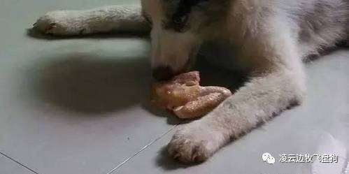 关注！骨头可以杀死狗！