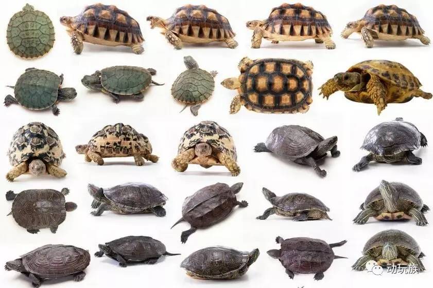 精灵宝可梦图鉴第61期——搜神记（26）席多蓝恩