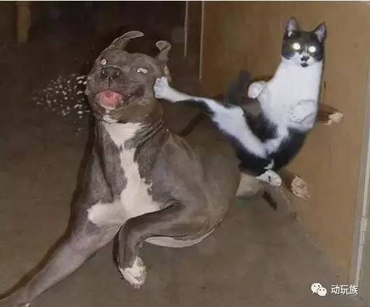 精灵宝可梦图鉴第61期——搜神记（26）席多蓝恩