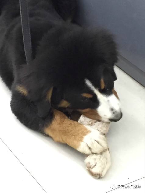 关注！骨头可以杀死狗！